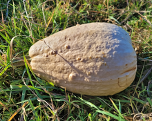 Maycock (Tall White Selection) Squash Landrace