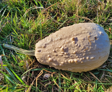 Maycock (Tall White Selection) Squash Landrace