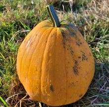 Maycock (Tall White Selection) Squash Landrace
