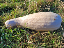 Maycock (Tall White Selection) Squash Landrace