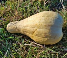 Maycock (Tall White Selection) Squash Landrace