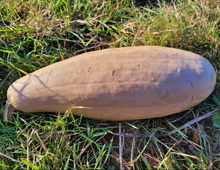 Maycock (Tall White Selection) Squash Landrace