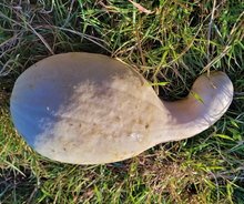 Maycock (Tall White Selection) Squash Landrace