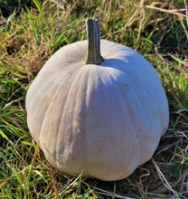 Maycock (Tall White Selection) Squash Landrace