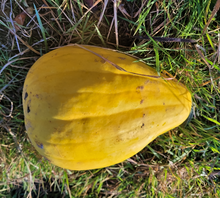 Maycock (Tall White Selection) Squash Landrace