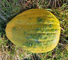 Maycock (Tall White Selection) Squash Landrace