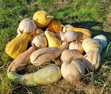 Maycock (Tall White Selection) Squash Landrace