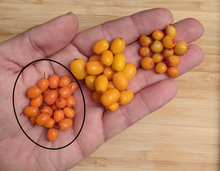 Moldovan Sea Buckthorn