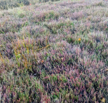 Pine Barrens Cranberry