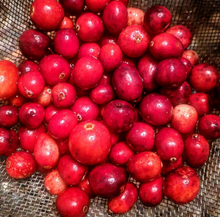 Pine Barrens Cranberry