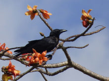 Ceiba