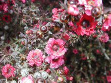 Manuka