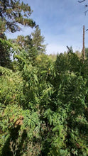 'Less Sting' Stinging Nettles