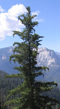 Sugar Pine (Blister Rust Resistant)