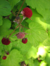 Thimbleberry