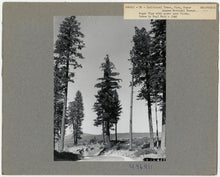 Sugar Pine (Blister Rust Resistant)