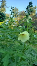 Korean Silkflower