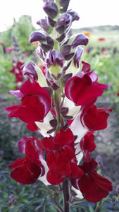 'Night and Day' Snapdragon