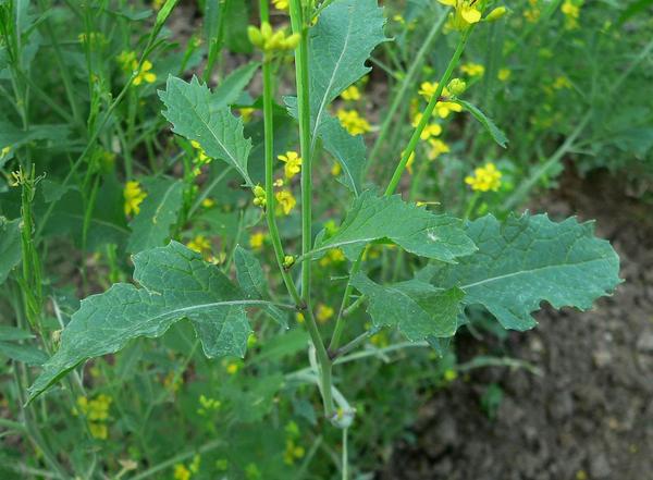 black mustard seed plant Black Mustard
