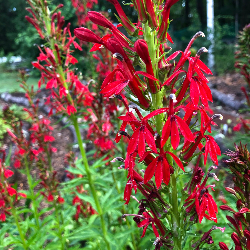 red cardinal flower seeds Cardinal Flower – Experimental Farm Network Seed Store