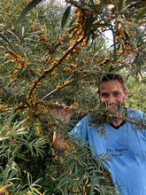 Moldovan Sea Buckthorn
