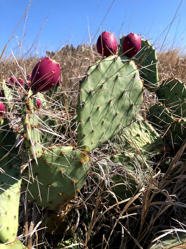 nopales cactus plant