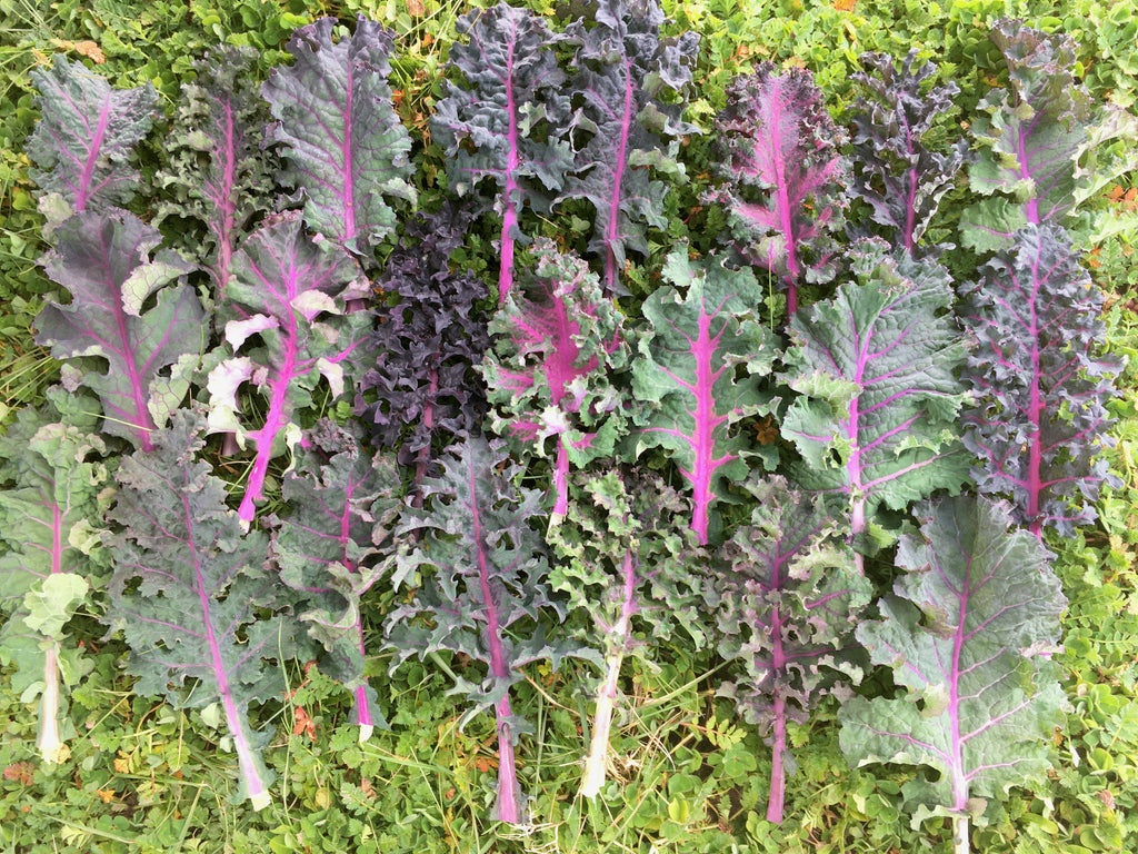 'Dazzling Texture' Kale Experimental Farm Network Seed Store