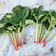 'Tracy' Rhubarb