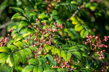 Flatspine Szechuan Peppercorn