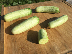 'Gagon' Cucumber