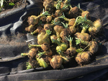 'Rutabangin' Rutabaga Grex