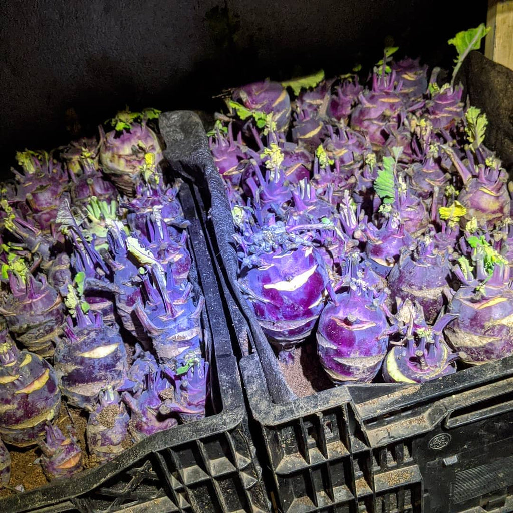 greg_spurplekohlrabi_1024x1024