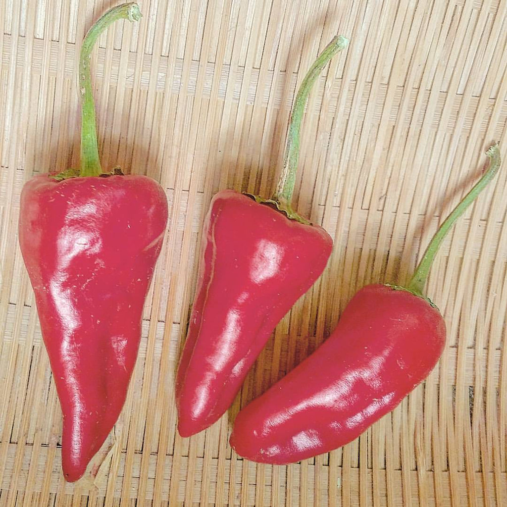 Haskorea Pepper A Rare Syrian Variety Sustainably Grown In Australia 10 Seeds - Foto 7
