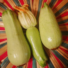 'Homs Kousa' Summer Squash