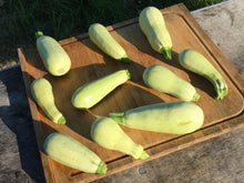 'Homs Kousa' Summer Squash