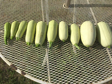 'Homs Kousa' Summer Squash