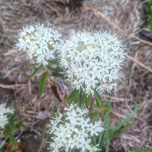 Bog Labrador Tea