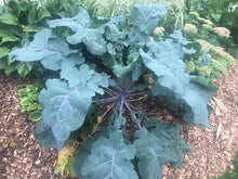 'Homesteader's Kaleidoscopic Perennial' Kale Grex