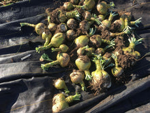 'Rutabangin' Rutabaga Grex