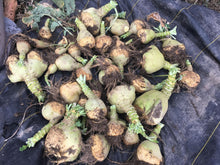 'Rutabangin' Rutabaga Grex