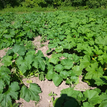 'Maxidiwiac' (Buffalo Bird Woman) Summer Squash