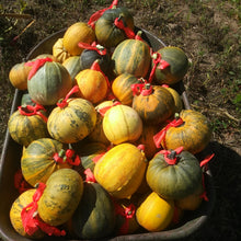 'Maxidiwiac' (Buffalo Bird Woman) Summer Squash