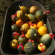 'Maxidiwiac' (Buffalo Bird Woman) Summer Squash