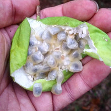 Northern Maypop Passionfruit