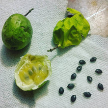 Northern Maypop Passionfruit
