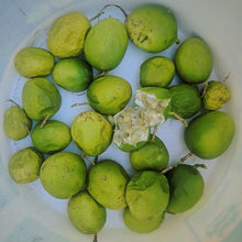 Northern Maypop Passionfruit