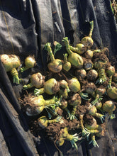 'Rutabangin' Rutabaga Grex