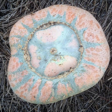 Jemi-Nanticoke Breeders Mix Winter Squash