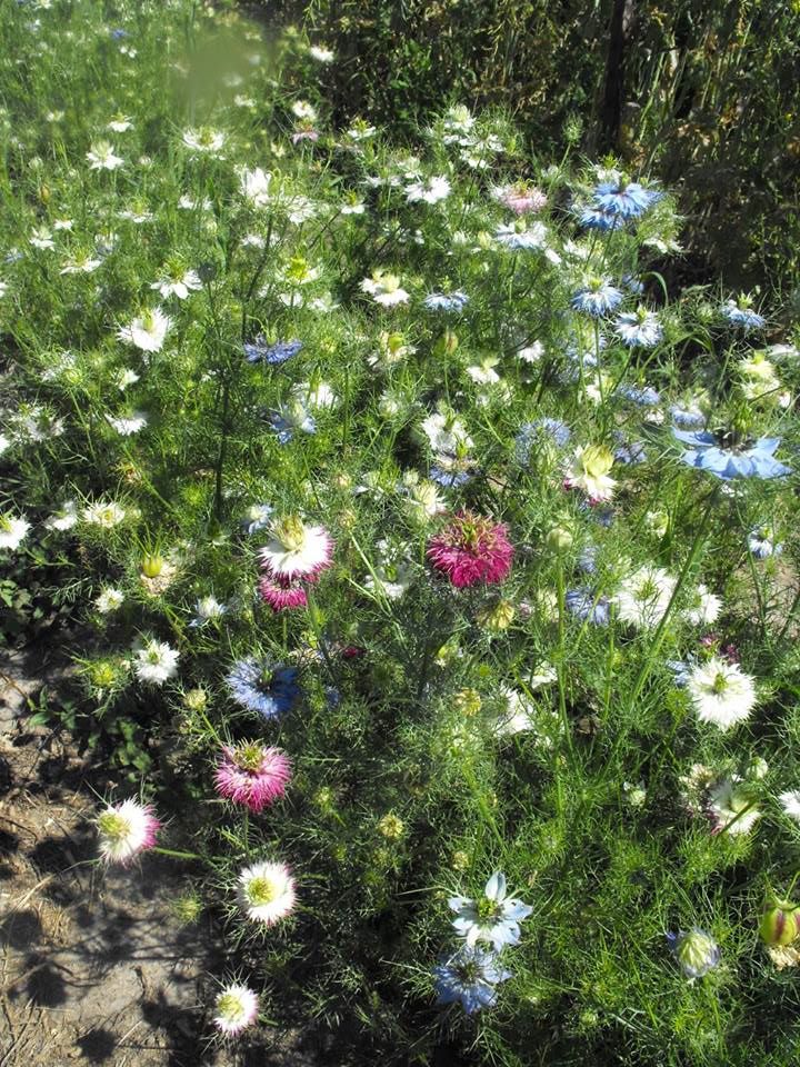 love in a mist persian jewels flower seeds Multicolor Love-in-a-Mist – Experimental Farm Network Seed Store