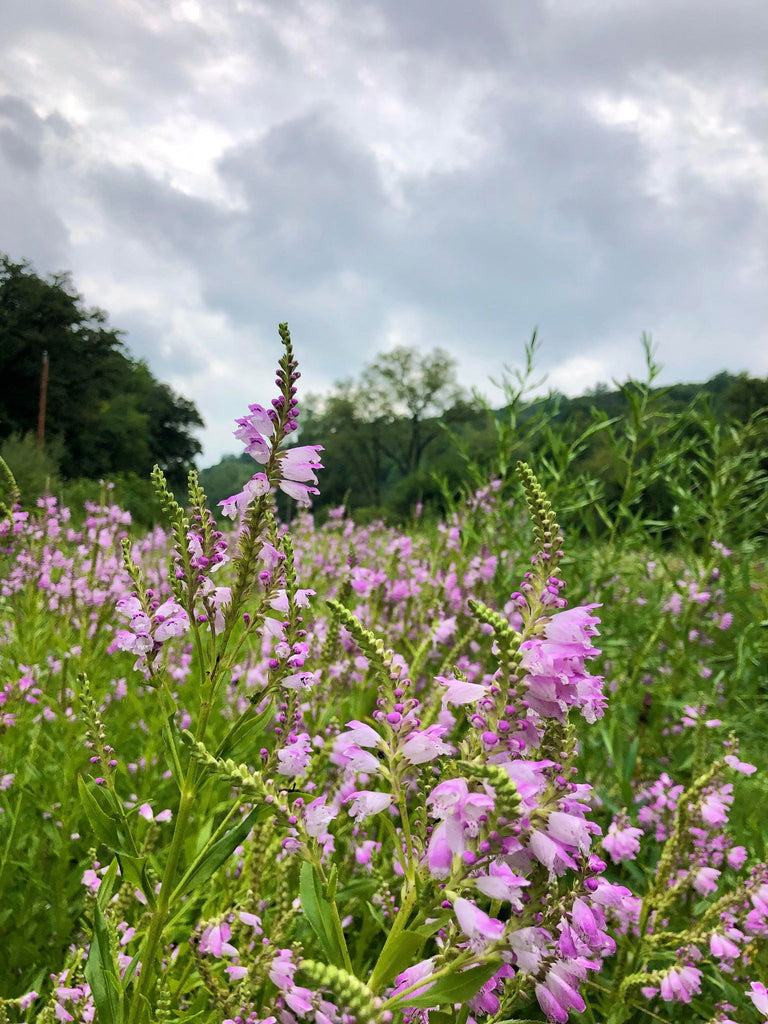 growing obedient plant from seed Obedient Plant – Experimental Farm Network Seed Store